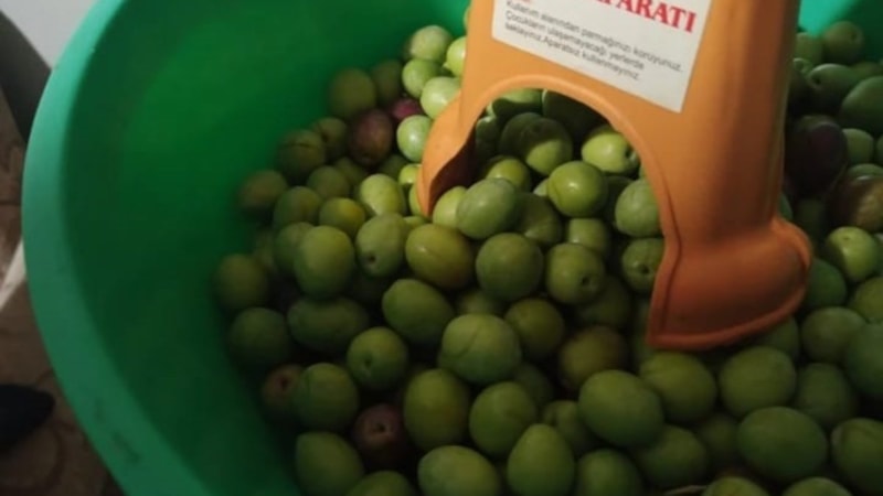 Hava sıcaklıkları etkiledi! Eskişehir’de zeytin rekoltesi düştü