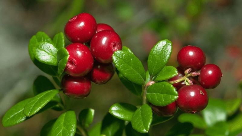 Arbutin nedir, ne işe yarar? Arbutinin cilde faydaları