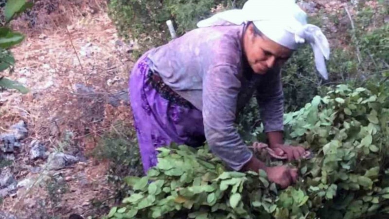 Muğla'dan 5 ton defne yaprağı satıldı