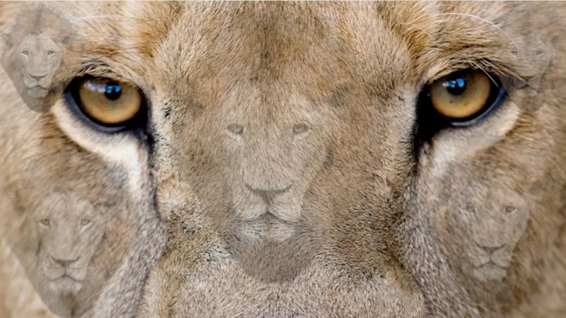 Üstün zeka testi: 10 saniyede 7 aslanı bulan çıkmadı! Galatasaraylılar bile bulamıyor