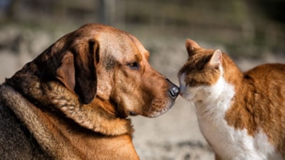 Sokak hayvanları için kampanyanlar nelerdir? Sokak hayvanları toplanacak mı?