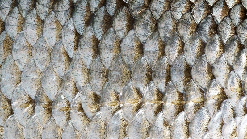 Meğer merhemmiş! Balık derisinin şaşırtan faydaları