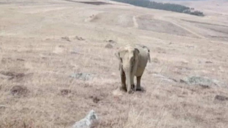 Fil gördüğünü iddia eden çoban Ardahan'ı karıştırdı! Gerçek böyle ortaya çıktı..