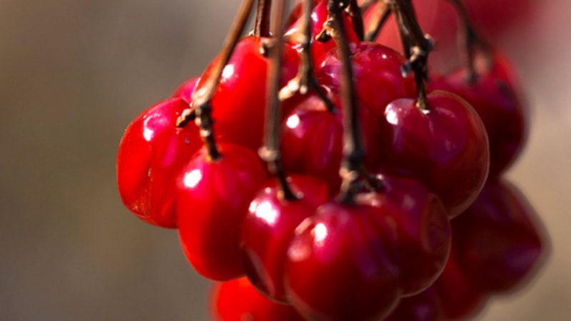 Faydalarına bilim önlük çıkarttı! Suyunu içen ölümü erteliyor...