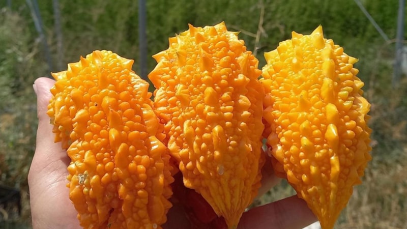 Şifa deposu! Kudret narının faydaları nelerdir? Kudret narı nelere iyi gelir?