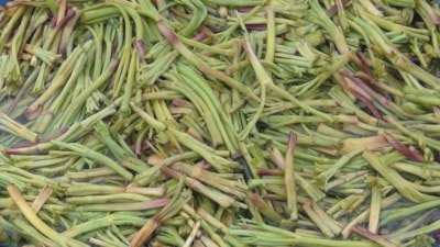 Resmen ikiz iksiri! Aman dikkat: Bu otu yiyen doğurdukça doğuyor...