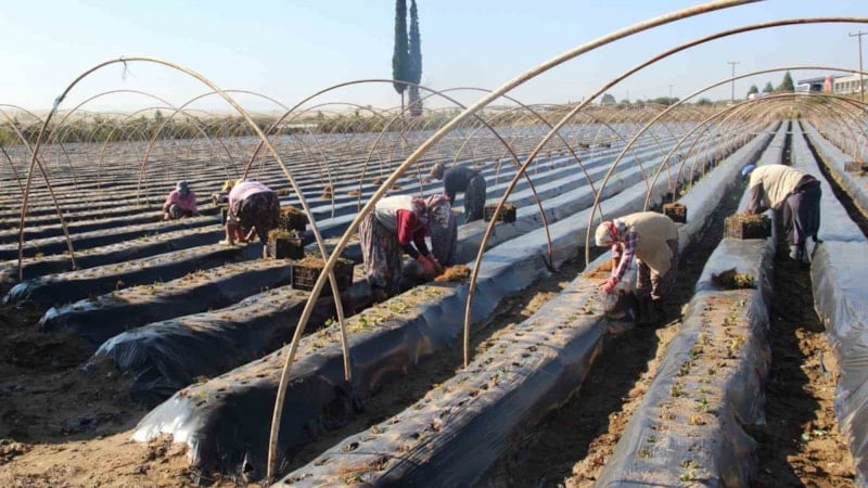Aydın’da çiftçiler kış çileği için tarlaya indi