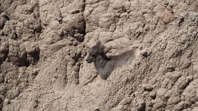 Görsel zeka testi: Resimde gizlenen keçiyi sadece dahiler bulabiliyor! 7 saniyeniz var…