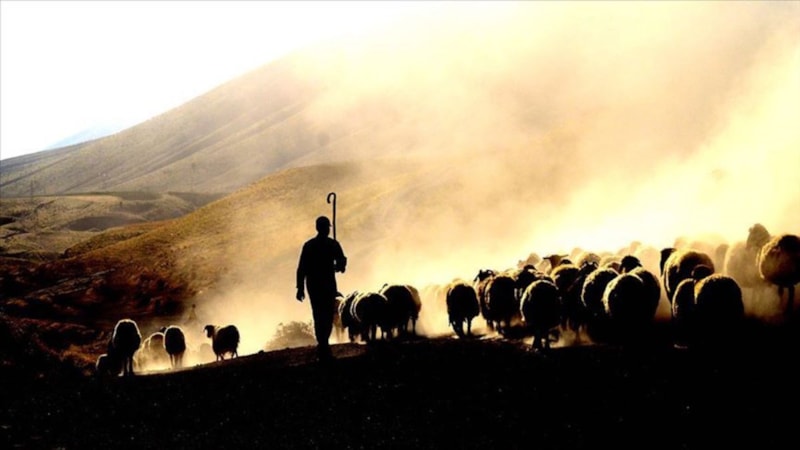 Çobanlara sigorta teşviki desteği devam ediyor! 8 yılda 400 milyon TL ödendi