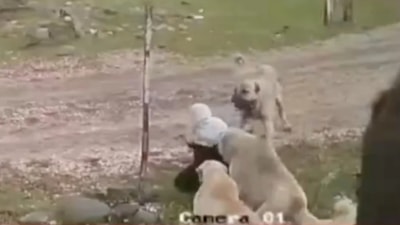 Bir sokak köpeği saldırısı daha! Muş'ta köpeklerin saldırdığı yaşlı kadın hastanelik oldu