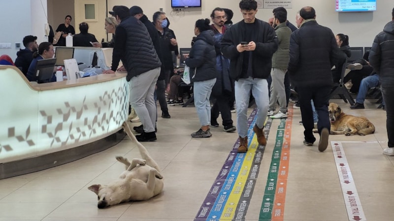 Göztepe Devlet Hastanesi'nde çekilen köpek fotoğrafları tepki çekti
