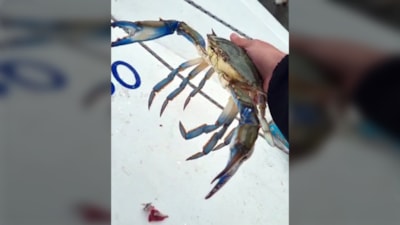 Bartın'da balıkçıların korkulu rüyası mavi yengeç yakalandı
