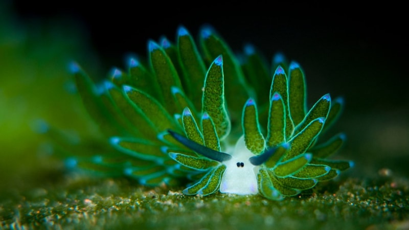 Daha tatlısını görmediniz! Deniz koyunu ile tanışın...