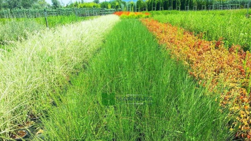 Doğadan böbrek taşına çare! Bu şifalı ot, ne taş bırakıyor ne de kum…