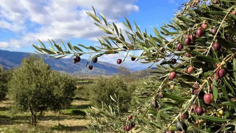 Tam yerinde dip fiyata zeytinlik satışı! Duyan bulup buluşturuyor...