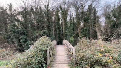 Samsun'daki Hacıosman Ormanı'na sadece bilim adamları girebiliyor