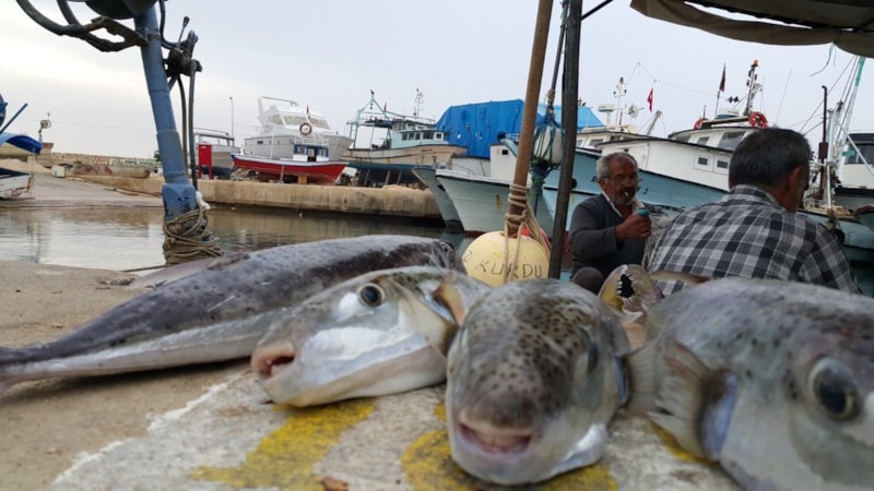 Hatay'da aileyi zehirleyen balon balığı krizi: Yaşlı adam da taburcu oldu