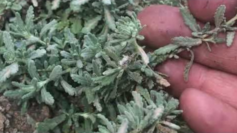 Adına değil, marifetine bakın! Kısa Mahmut Otu içen kurtuluyor...