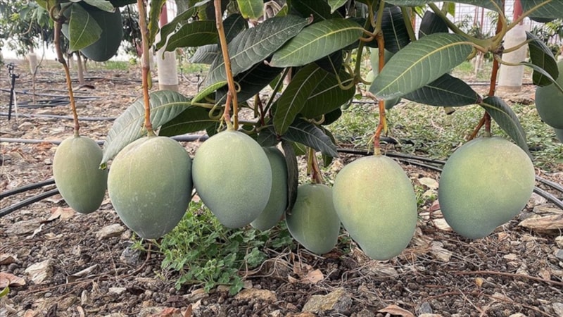 Sülaleniz kurtulacak! Bu meyveyi dikin, 300 yıl dolar getirsin...