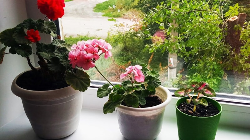 Toprağına bir tutam serpiştirin, çiçekleriniz asla solmuyor