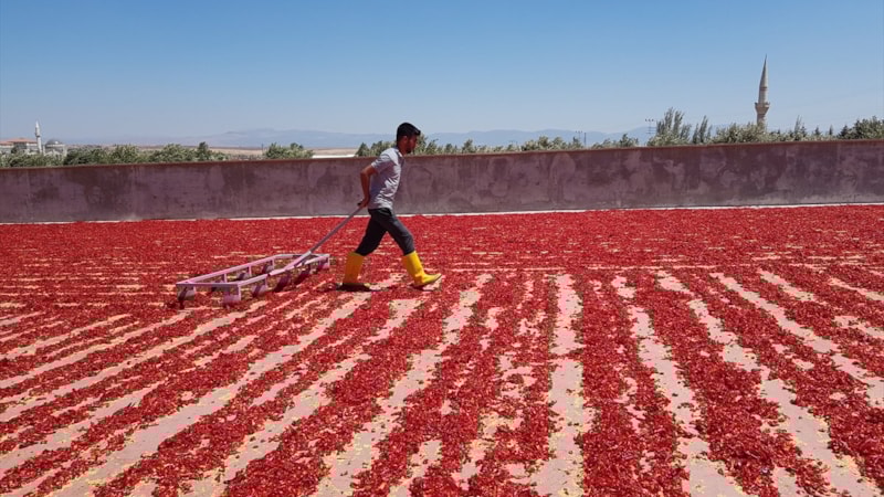 Gaziantep İslahiye'den 25 ülkeye pul biber ihraç edildi
