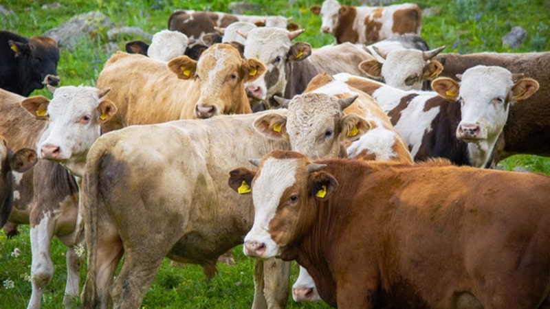 TARSİM 2023'te 19,7 milyon küçük ve büyükbaş hayvanı sigortaladı