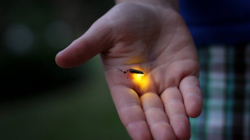 Uzmanlar uyardı! ABD’yi milyarlarca ateşböceği basacak