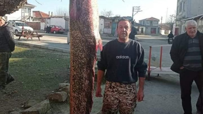 Edirne'de Meriç Nehri'nden 2 metre 30 santimetrelik yayın balığı çıktı