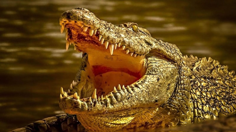 Güney Afrika'da nehirde vaftiz yapan sahte peygamberi timsahlar parçaladı