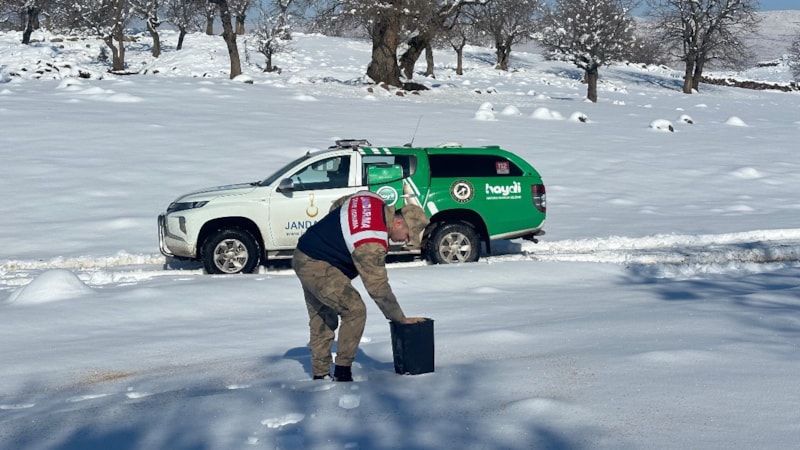 Bitlis'te jandarma yaban hayvanlarını unutmadı
