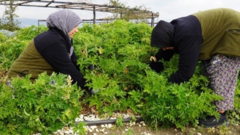 Ne kas ağrısı bırakıyor ne de depresyon! İşte, birçok derde deva olan o bitki…
