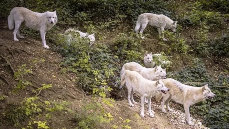 Dünyanın en zor bulmacası: Kurtların arasındaki yavru aslanı bulabilir misin? Dahiler bile bulamadı