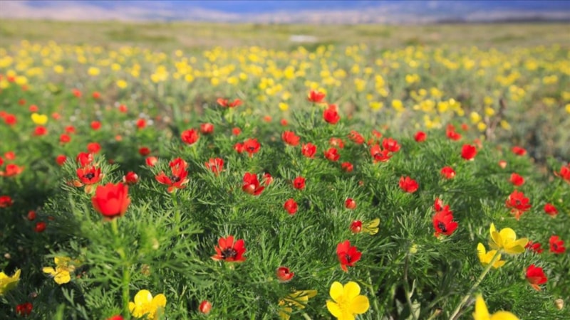 İlk cemre düştü mü, ne zaman düşecek? 2024 cemre düşme tarihleri..