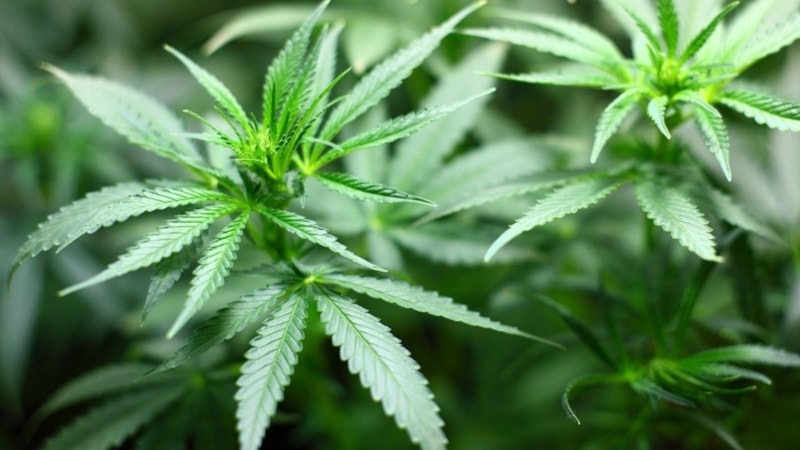 Almanya'da koalisyon hükümeti esrarın sınırlı yasallaşması konusunda anlaştı