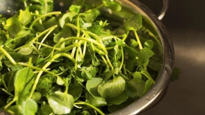 Birkaç dal tere yiyin, o alerjiyi bitirin...