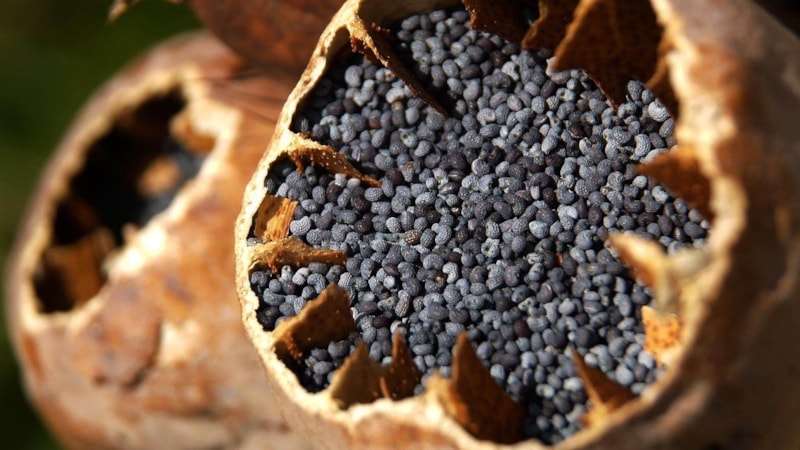 Haşhaş ve anason yemek caiz mi? Haşhaşlı ve anasonlu ürünlere dikkat...