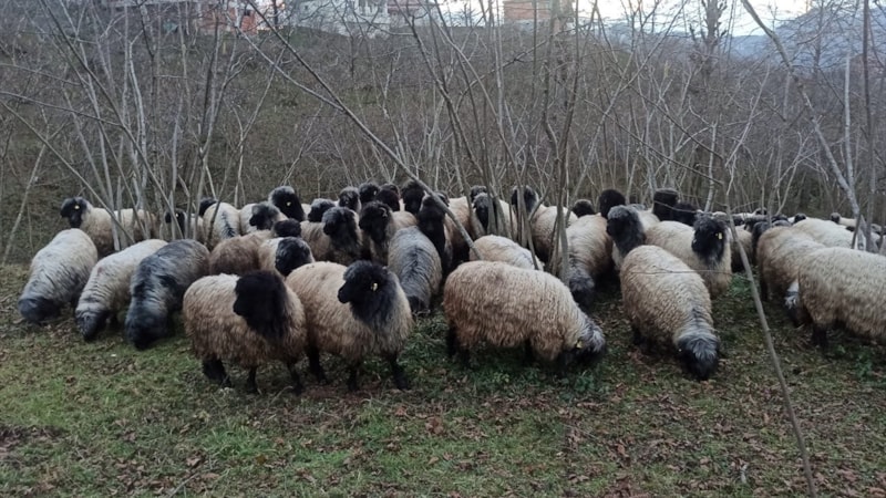 Genleriyle öne çıkan Çepni koyunu, Giresun'da korunacak