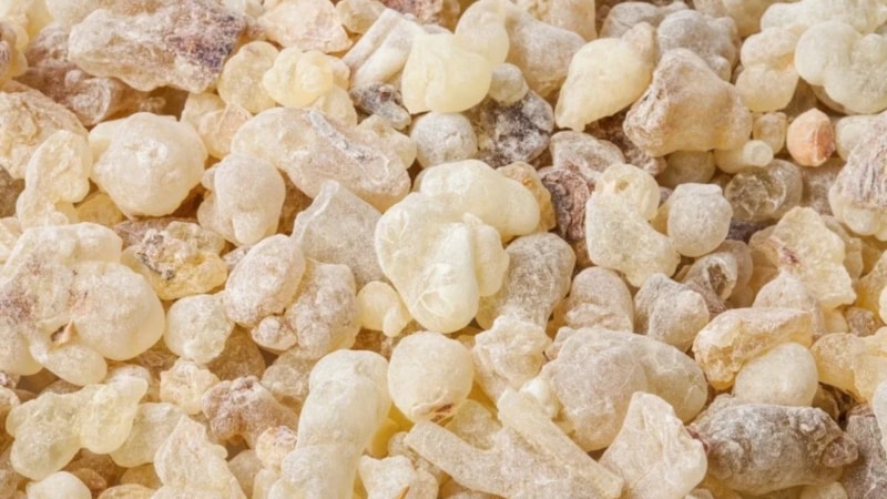 Çiğnedikçe zayıflatıyor: Sandaloz sakızının faydaları