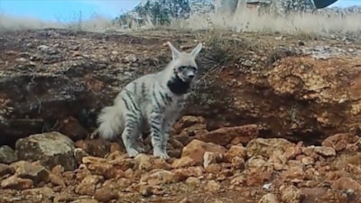 İbrahim Yumaklı duyurdu: Çizgili Sırtlan fotokapanla görüntülendi