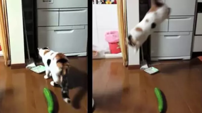 Kedilerin salatalıktan korkmasının sebebi bakın neymiş