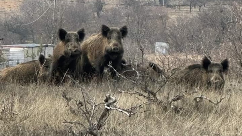 Elazığ'da vatandaşlar isyanda: Domuzlar yerleşim yerini mesken tuttu