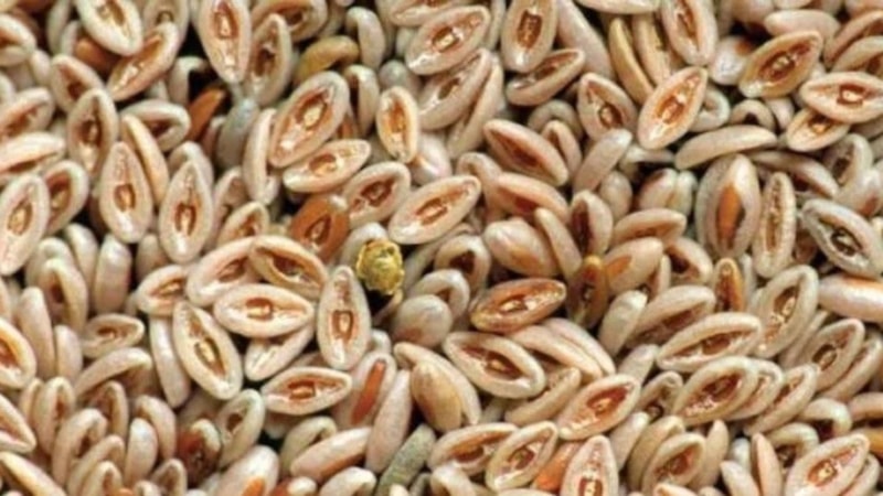 Karnıyarık otu tozu-yoğurt karışımı faydaları