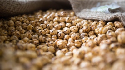 Leblebi bakın neyden yapılıyormuş....