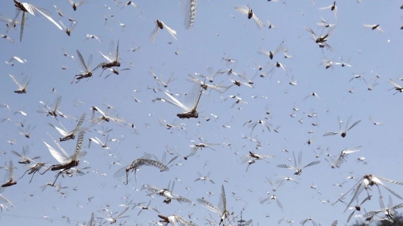 Kaçış imkansız, her yeri basacak: Çekirge istilası geliyor...