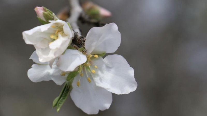 Baharın müjdecisi! İlk cemre havaya düştü