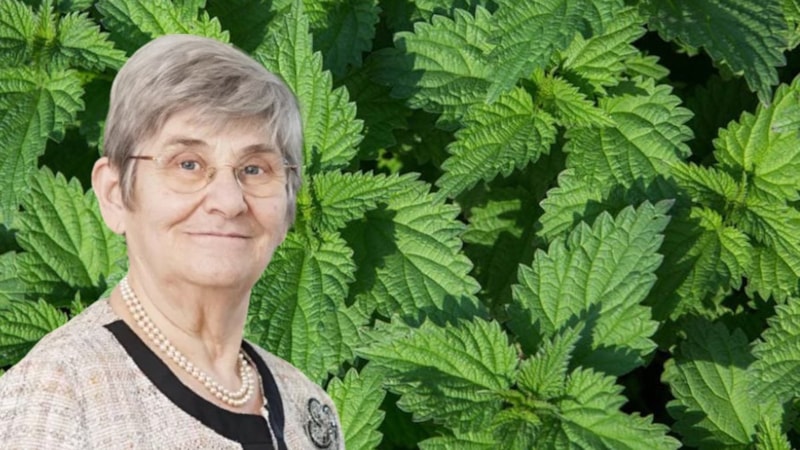 Canan Karatay önerdi: Isırgan otunu böyle tüketin, vücudunuzda iltihap kalmasın…