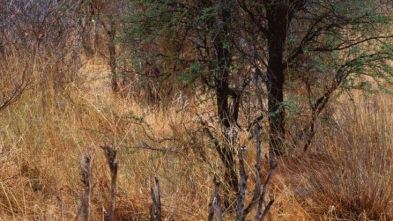 Resimdeki geyiği görebilenler, üstün yetenekli sayılıyor...