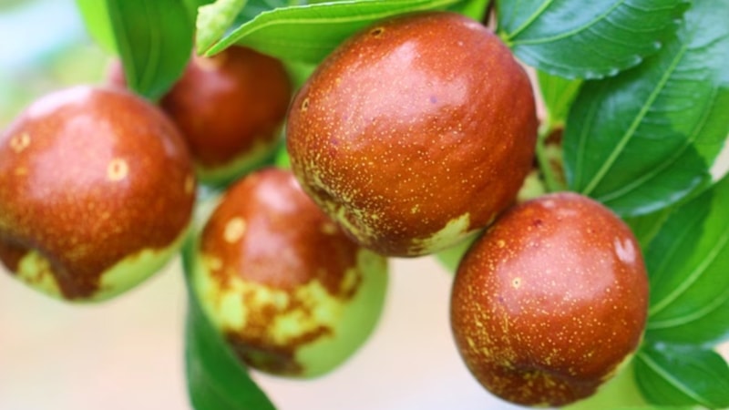 Hünnap nedir? Hünnap meyvesinin faydaları nelerdir?