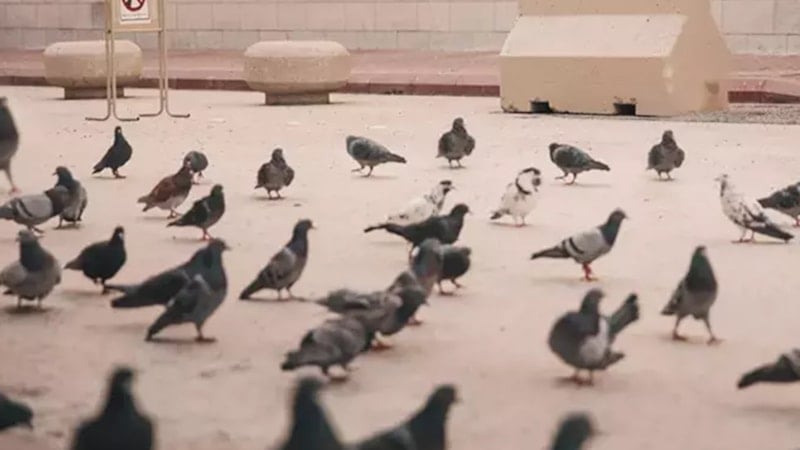 Tarihin en zor zeka testi: Sadece süper zekiler gizli kediyi 6 saniyede bulabilir...