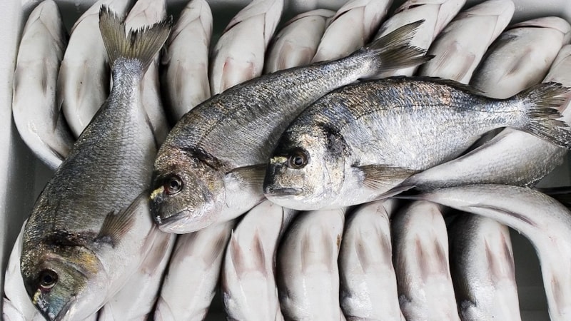 Büyük balık seven koşsun! İnanılmaz indirim: Çipura 209, levrek 199 TL!